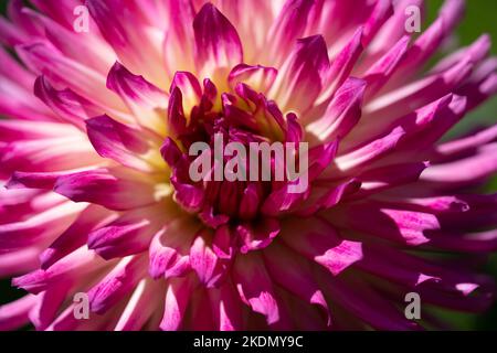 Ein Nahaufnahme-Makro-Foto einer hellen magentafarbenen Dahlia-Blume. Stockfoto