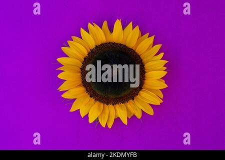Ein Foto einer großen, fröhlich isolierten Sonnenblume auf einem hellen, leuchtend violetten Hintergrund. Stockfoto