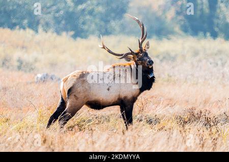 Ein Foto eines großen Elchbullen mit beeindruckenden Geweihen, der im Herbst in einer grasbewachsenen Wiesenweide steht. Stockfoto