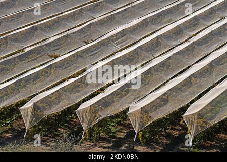 Weinberg mit Netzen zum Schutz bedeckt Stockfoto