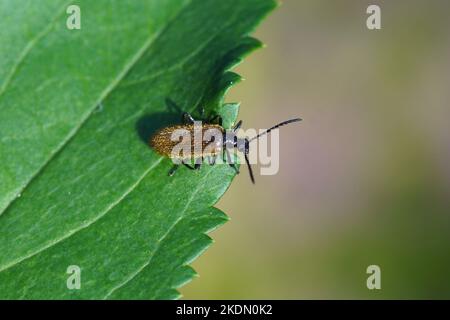 Beetle Lagria hirta oder Lagria atripes. Zwei sehr ähnliche Arten. Unterfamilie Lagriinae. Familie Darkling Käfer (Tenebrionidae). Auf einem Blatt Stockfoto