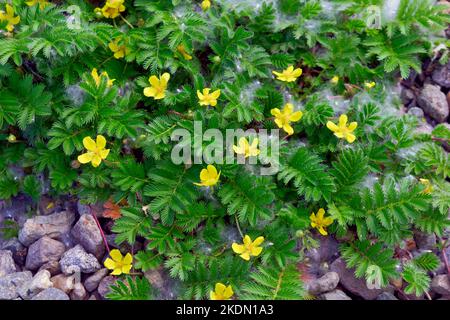 Potentilla anserina, auch bekannt als Argentinische Anserina, mit unscharfem Hintergrund auf der Wiese Stockfoto