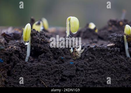 Gekeimt Sojabohnen Triebe in Boden mit Wurzeln. Unscharfer Hintergrund. Stockfoto