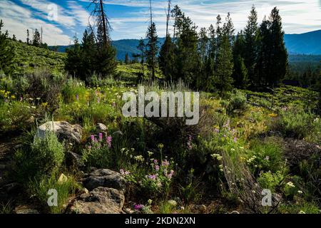 Frühsommer-Wildblumen im Sawtooth National Recreation Area in Idaho Stockfoto