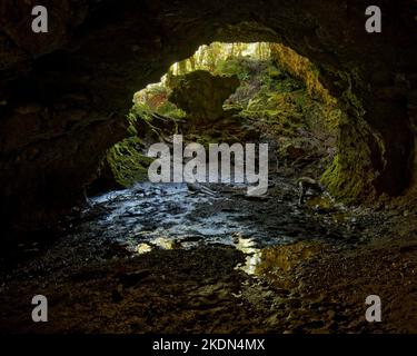 Höhlenmündung im Enchanted Forest, Heaphy Track, Kahurangi National Park, Tasman Nelson Region, Südinsel, Aotearoa / Neuseeland. Stockfoto