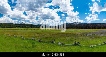 Frühsommer-Wildblumen im Sawtooth National Recreation Area in Idaho Stockfoto