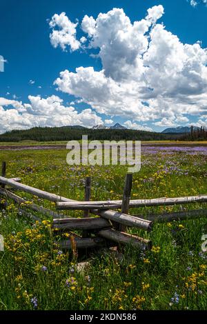 Frühsommer-Wildblumen im Sawtooth National Recreation Area in Idaho Stockfoto