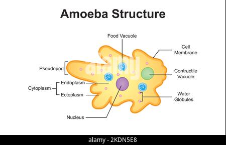 Wissenschaftliche Gestaltung der Amoeba-Struktur. Bunte Symbole. Vektorgrafik. Stock Vektor