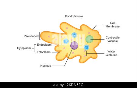 Wissenschaftliche Gestaltung der Amoeba-Struktur. Bunte Symbole. Vektorgrafik. Stock Vektor