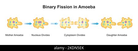 Wissenschaftliche Gestaltung von binären Fission in Amöben. Bunte Symbole. Vektorgrafik. Stock Vektor