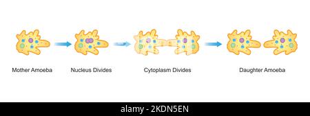 Wissenschaftliche Gestaltung von binären Fission in Amöben. Bunte Symbole. Vektorgrafik. Stock Vektor