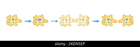 Wissenschaftliche Gestaltung von binären Fission in Amöben. Bunte Symbole. Vektorgrafik. Stock Vektor