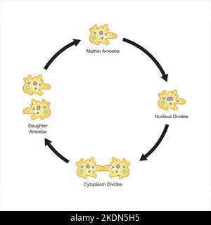 Wissenschaftliche Gestaltung von binären Fission in Amöben. Bunte Symbole. Vektorgrafik. Stock Vektor