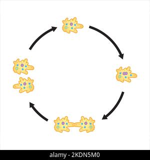 Wissenschaftliche Gestaltung von binären Fission in Amöben. Bunte Symbole. Vektorgrafik. Stock Vektor