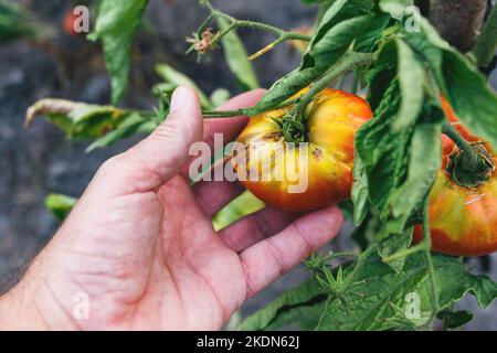 Nahaufnahme von Landwirt Hand Untersuchung faulen unreifen Tomatenfrüchten in Bio-Garten, selektive Fokus Stockfoto