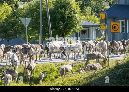 Eine große Herde domestizierter Rentiere, die auf einer Asphaltstraße im Dorf Ruka, Nordfinnland, umherwandern. Stockfoto