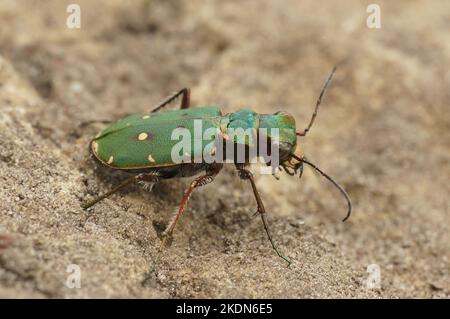 Detailreiche Nahaufnahme des grünen Tigerkäfers Cicindela campestris auf dem Boden Stockfoto