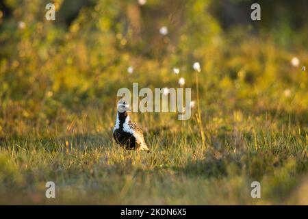 Europäischer Goldpfeifer in einem sommerlichen Sumpf im Riisitunturi-Nationalpark, Finnland Stockfoto