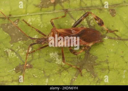 Detaillierte Nahaufnahme des westlichen Nadelbaumwurz Leptoglossus occidentalis Stockfoto
