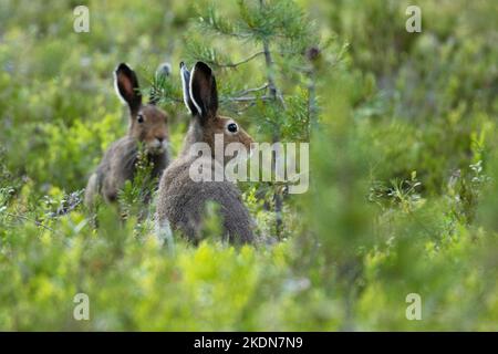 Zwei Berghasen, Lepus timidus, die in einer Sommernacht in Nordfinnland still stehen Stockfoto