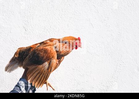 Huhn in den Händen eines Bauern isoliert auf wirre Hintergrund. Frau mit brauner Henne in den Händen auf dem Bauernhof. Banner mit Kopierbereich. Stockfoto