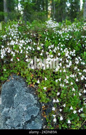 Linnaea borealis in einem sommerlichen finnischen Taigawald in der Nähe von Kuusamo ist ein Fleck blühender Zwergblüten Stockfoto