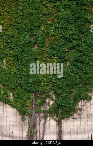 Die Wand ist mit der Pflanze Parthenocissus quinquefolia bewachsen, bekannt als Virginia Creeper oder Boston Ivy, fünf blättrige Efeu- oder fünf-Finger-Wildtraube. Eine Wand aus g Stockfoto