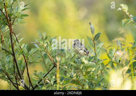 Junger gelber westlicher Schwanz, hoch oben im Busch an einem Sommerabend in Nordfinnland Stockfoto