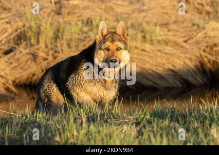 Ruhiger Schäferhund steht am 1a. Frühlingsabend in Estland, Europa, an einem Flussufer. Stockfoto