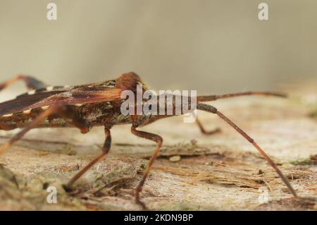 Detaillierte Nahaufnahme des westlichen Nadelbaumkäfer, Leptoglossus occidentalis auf Holz Stockfoto