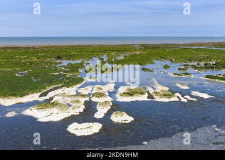 Bei Ebbe exponierte Kreideplattform mit Wellenschnitt, teilweise mit Seetang bedeckt - Birchington on Sea, Isle of Thanet, Kent, England, Vereinigtes Königreich Stockfoto