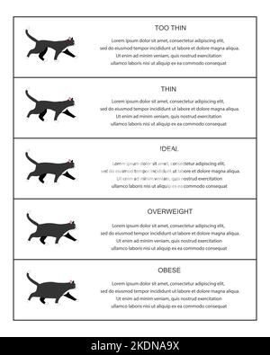 Infografik zur Tabelle mit dem Katzengewicht. Kitties-Profile mit normalem und abnormalem Körperzustand. Dünne, ideale, übergewichtige und fettleibige Haustiere. Vektorgrafik flach Stock Vektor