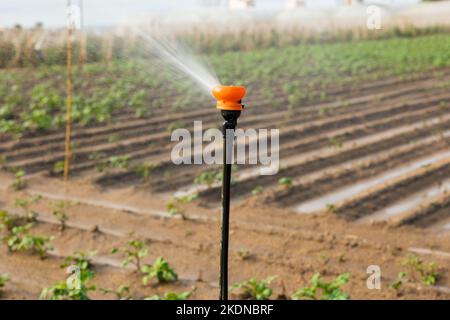 Nahaufnahme des Sprinklers auf dem Gemüsefeld Stockfoto