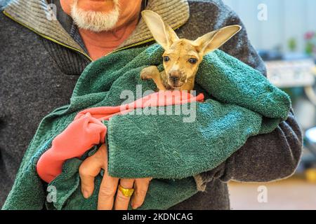 Coober Pedy, Südaustralien - 27. Aug 2019: Eine geführte Tour führt Besucher und Familien zu einem verwaisten Känguru joey im Coober Pedy Känguru Stockfoto