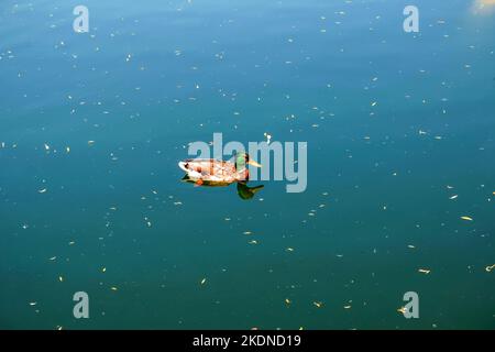 Eine einone Ente schwimmt auf dem Wasser. Stockfoto