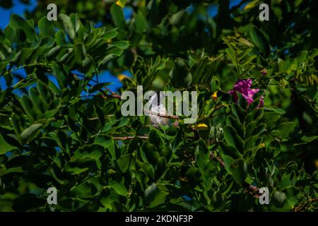 DEAS Island Regional Park in Delta, British Columbia, Kanada Stockfoto