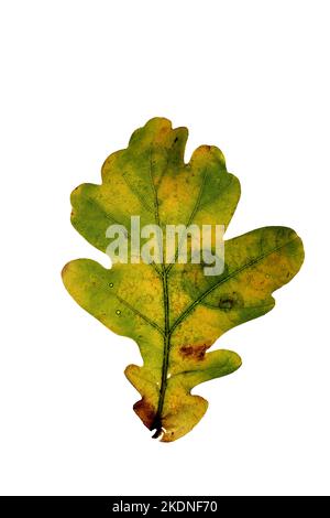 Beleuchtetes, isoliertes englisches Eichenblatt im Herbst, Nahaufnahme Stockfoto