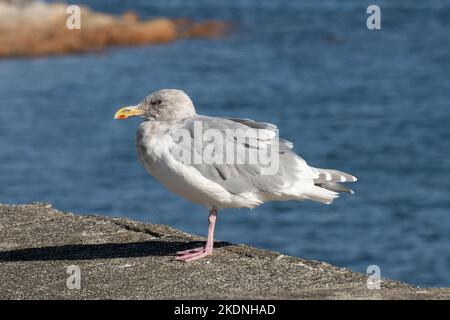 Möwe am Wasser in Sidney, British Columbia, Kanada Stockfoto