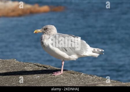 Möwe am Wasser in Sidney, British Columbia, Kanada Stockfoto