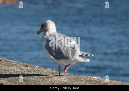 Möwe am Wasser in Sidney, British Columbia, Kanada Stockfoto