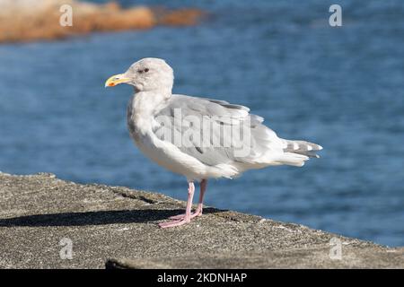 Möwe am Wasser in Sidney, British Columbia, Kanada Stockfoto