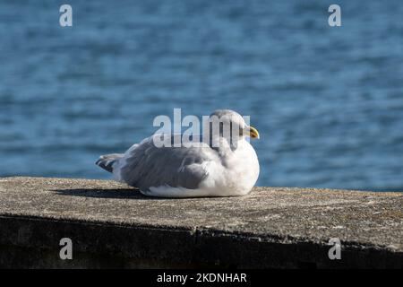 Möwe am Wasser in Sidney, British Columbia, Kanada Stockfoto