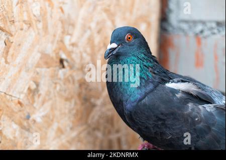 Lustige Taube, die aussieht, als würde sie sprechen Stockfoto