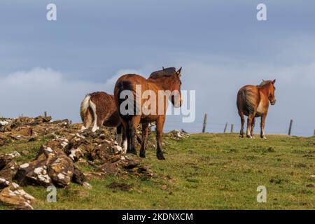 Braune Wildpferde grasen in den Bergen Von A Capelada, Galizien, Spanien Stockfoto