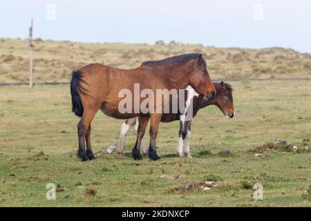 Braune Wildpferde grasen in den Bergen Von A Capelada, Galizien, Spanien Stockfoto