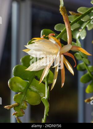 Fischgrätenkaktus, Flikig bladkaktus (Disocactus anguliger) Stockfoto