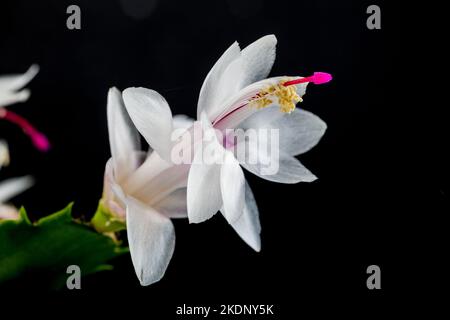 Falscher Weihnachtskaktus, Novemberkaktus (Schlumbergera truncata) Stockfoto