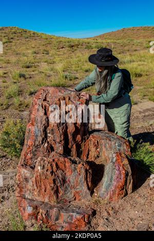 Karen Rentz mit einem großen versteinerten Holzstamm im Jasper Forest im Petrified Forest National Park, Arizona, USA Stockfoto
