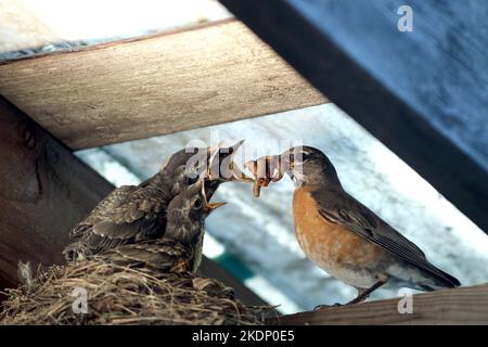 Ein erwachsener amerikanischer Robin bringt einen Schnabel voller saftiger Würmer zu drei hungrigen Jungvögel im Nest. Stockfoto