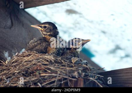 Zwei Rotkehlchen im Nest scannen eifrig den Himmel in der Hoffnung, einen Erwachsenen mit einem Schnabel voller Würmer kommen zu sehen. Stockfoto